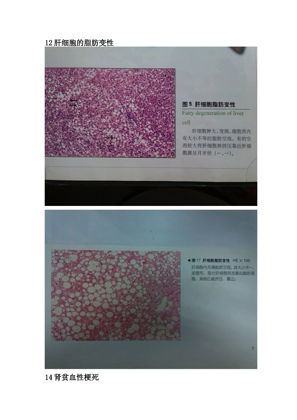医学学科：切片标本1.doc_第1页