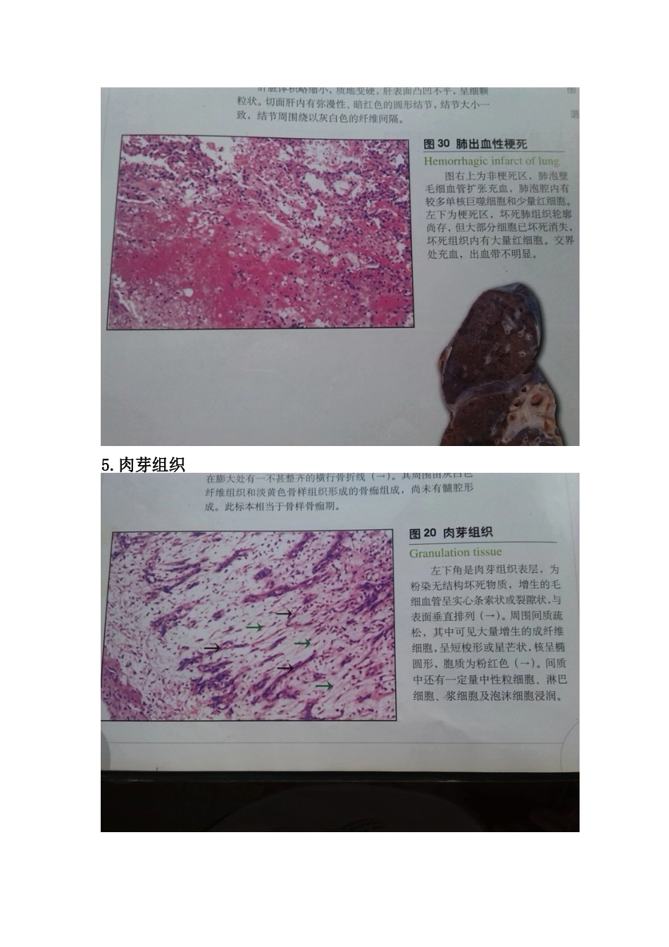 医学学科：切片标本1.doc_第3页