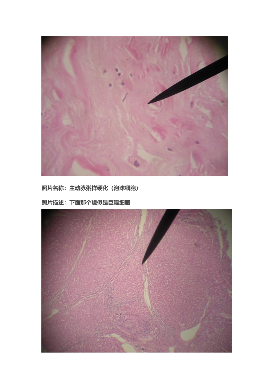 医学学科：切片标本2.doc_第3页