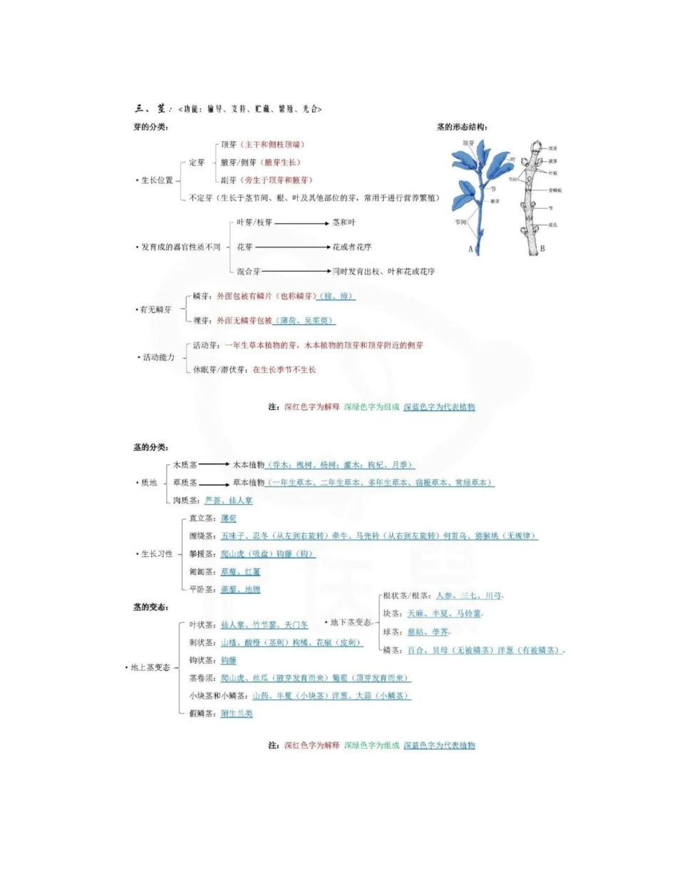 医学学科：药用植物学--思维导图.pdf_第2页