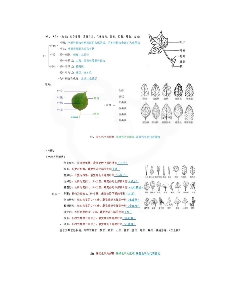 医学学科：药用植物学--思维导图.pdf_第3页