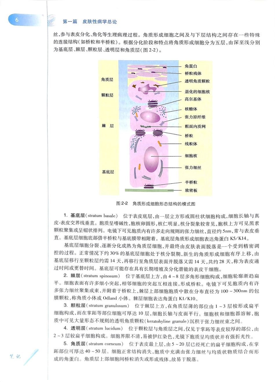 29.皮肤性病学(第8版)_25-36.pdf_第1页