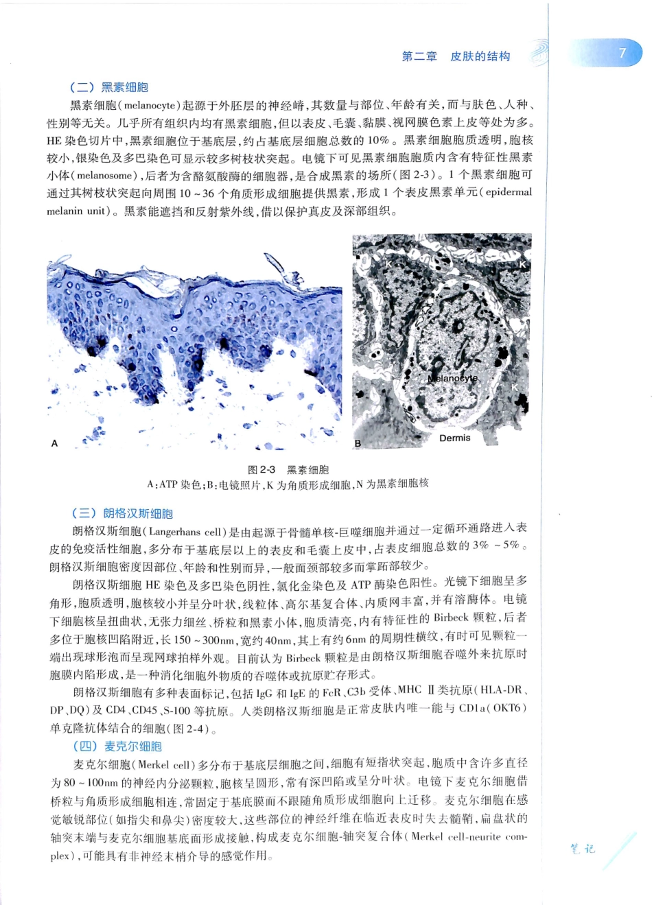29.皮肤性病学(第8版)_25-36.pdf_第2页