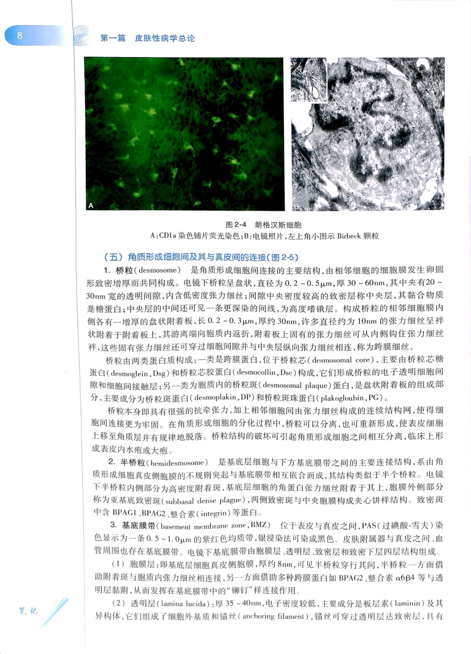 29.皮肤性病学(第8版)_25-36.pdf_第3页