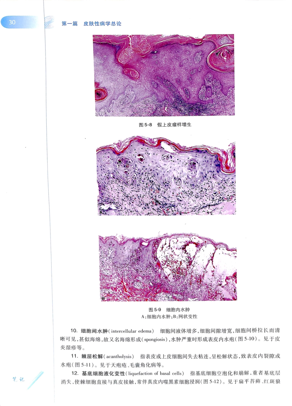 29.皮肤性病学(第8版)_49-60.pdf_第1页