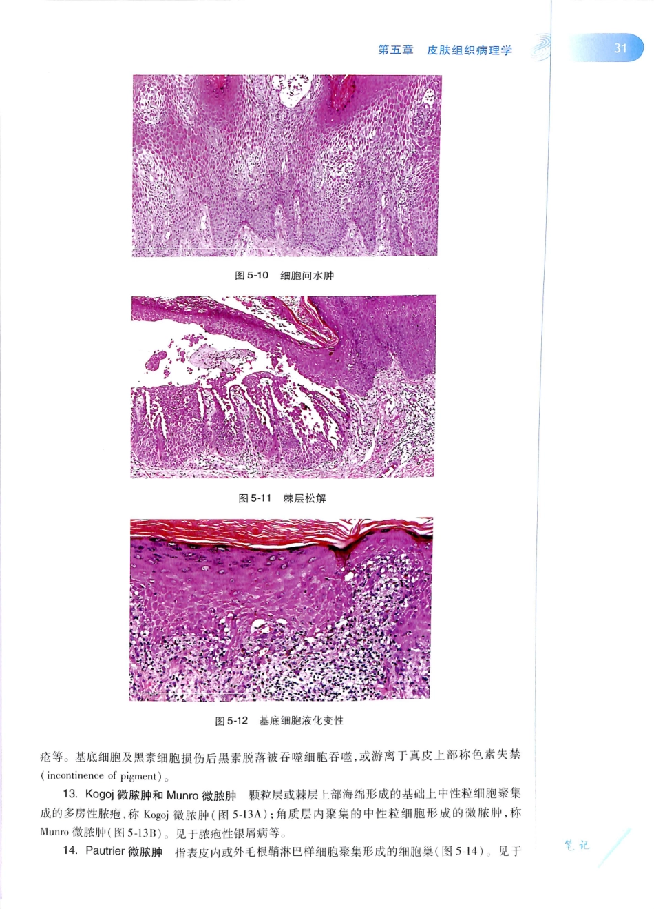 29.皮肤性病学(第8版)_49-60.pdf_第2页