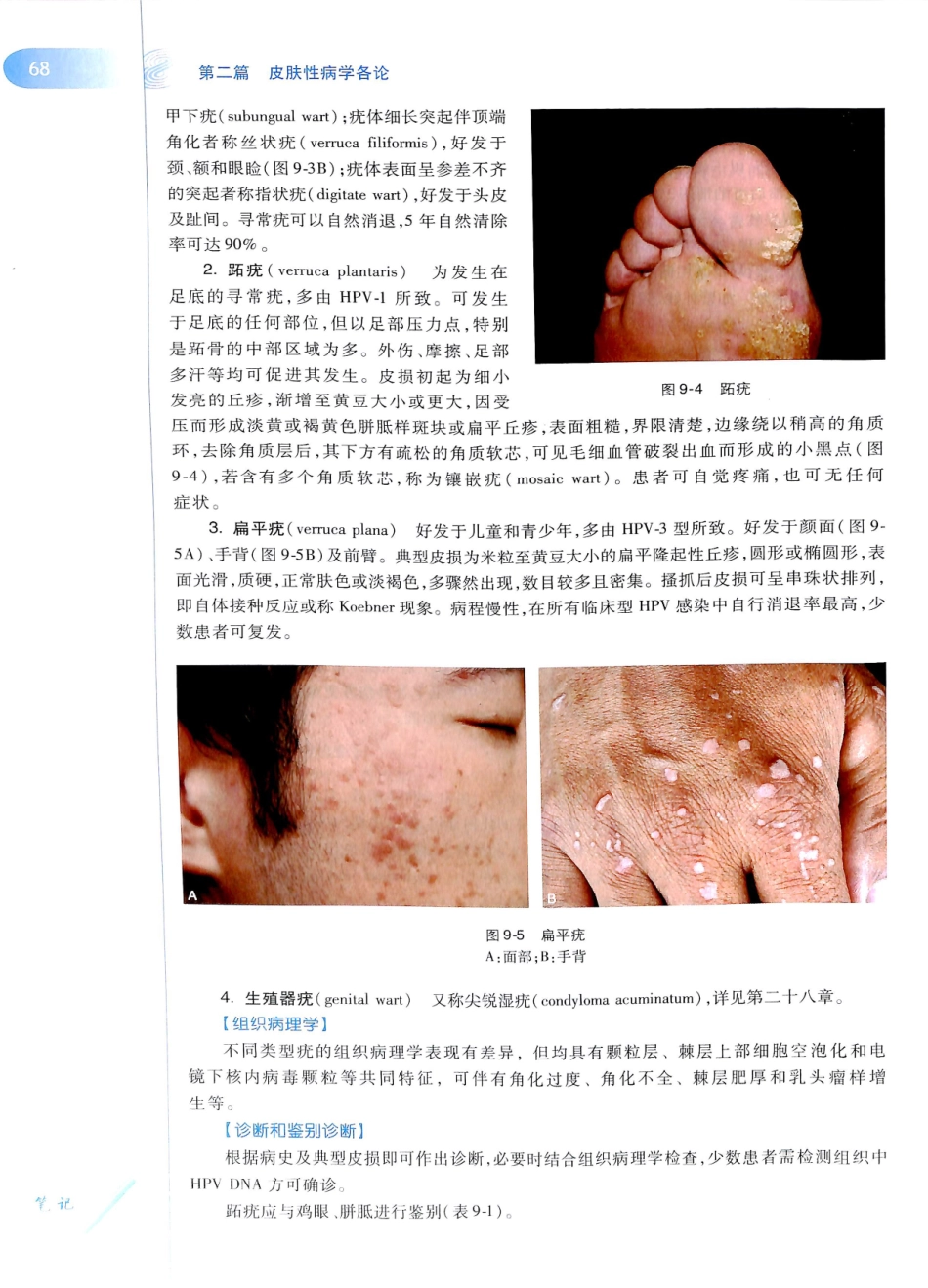 29.皮肤性病学(第8版)_85-96.pdf_第3页