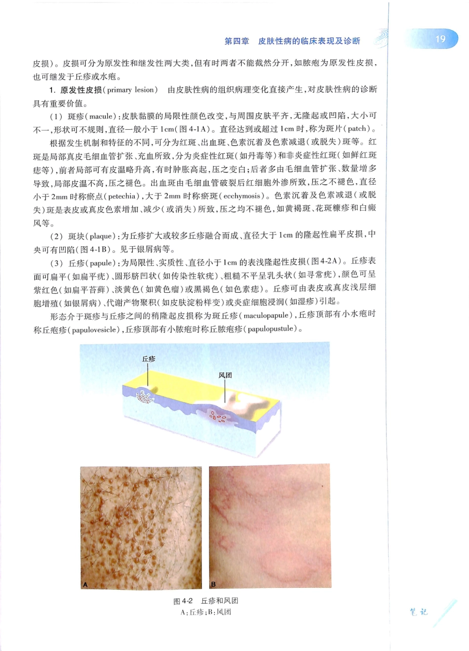 29.皮肤性病学(第8版)_37-48.pdf_第2页