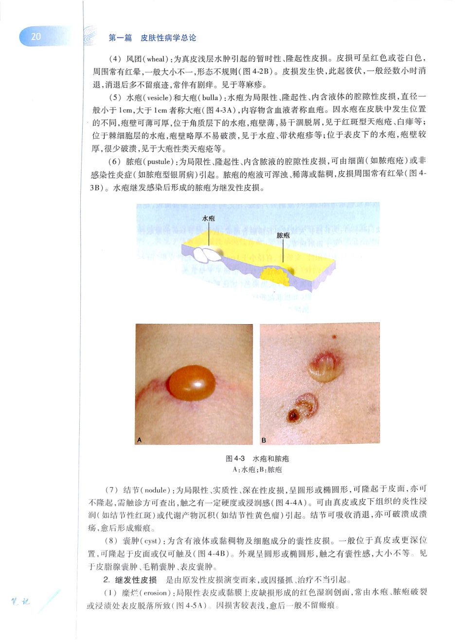 29.皮肤性病学(第8版)_37-48.pdf_第3页