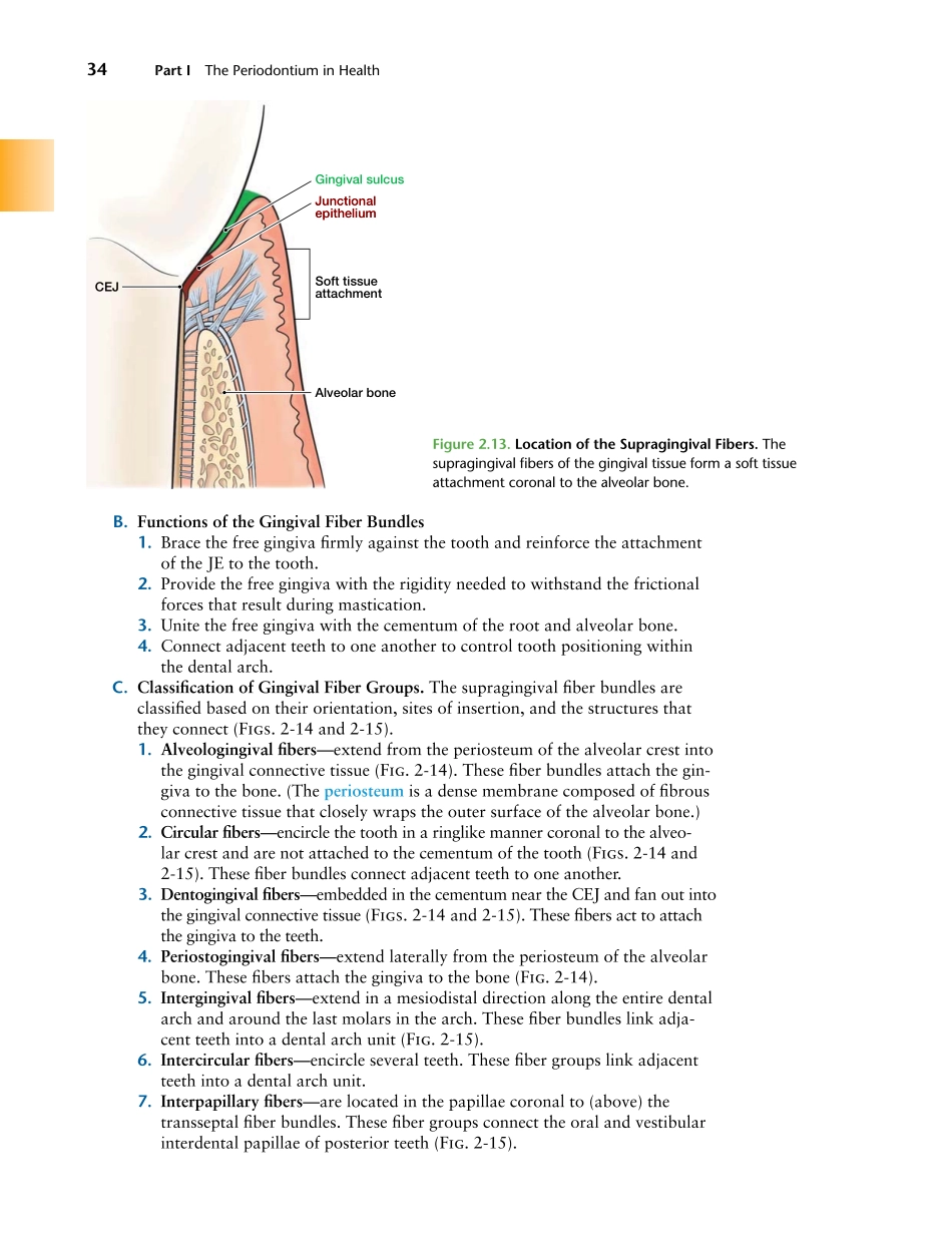 牙周2012Foundations of Periodontics for the Dental Hygienist _51-75.pdf_第2页