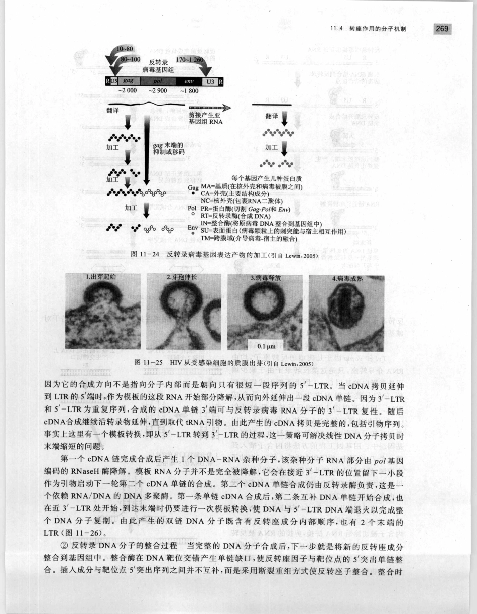 遗传学 第2版_11951378_281-300.pdf_第1页