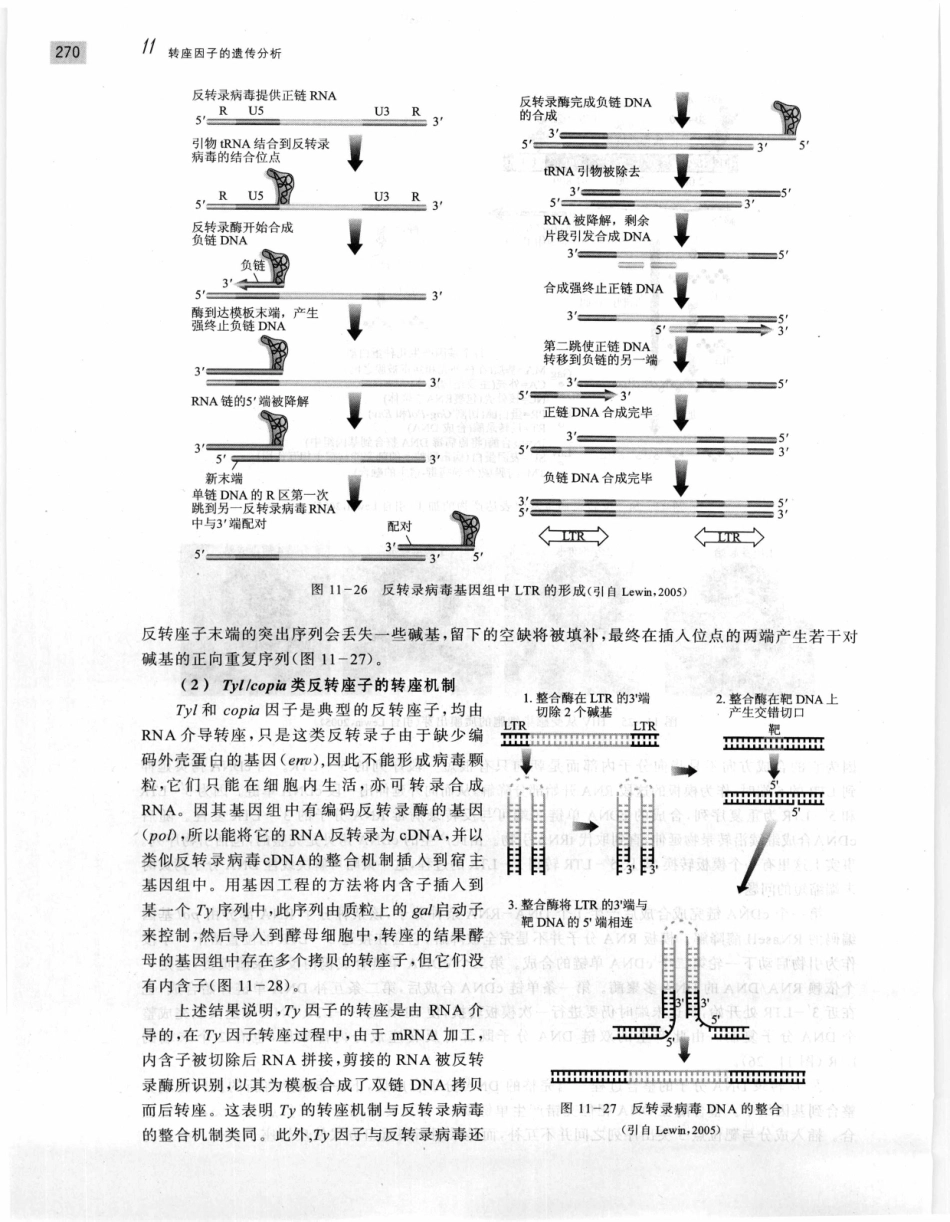 遗传学 第2版_11951378_281-300.pdf_第2页