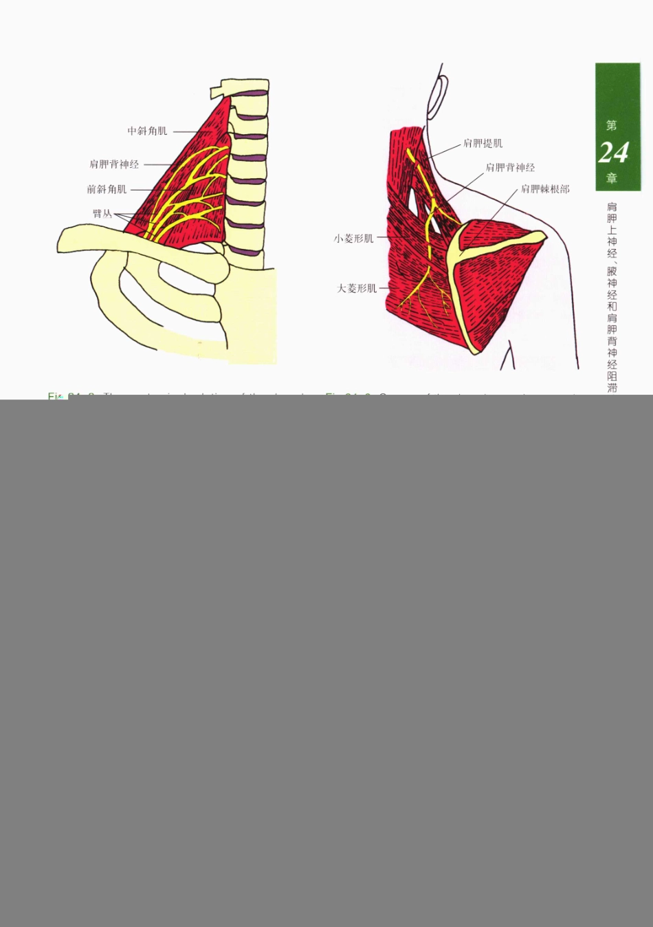 临床局部麻醉技术_401-425.pdf_第2页