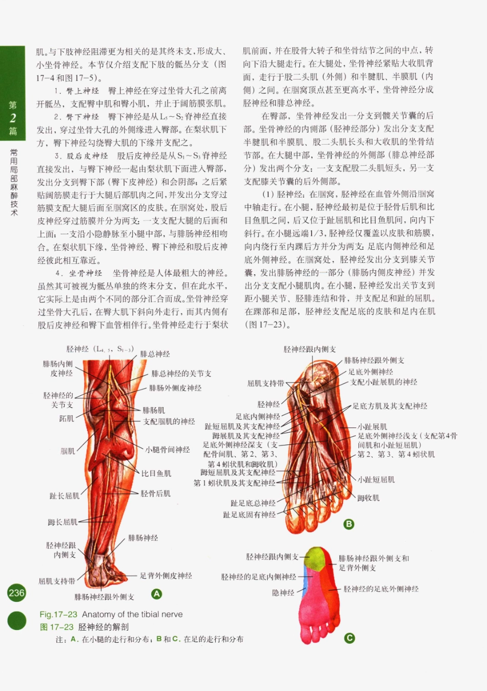 临床局部麻醉技术_251-275.pdf_第1页