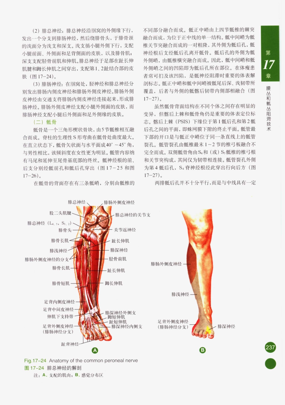 临床局部麻醉技术_251-275.pdf_第2页