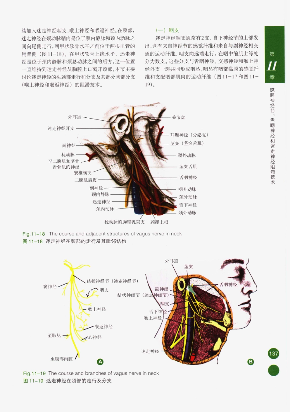 临床局部麻醉技术_151-175.pdf_第2页