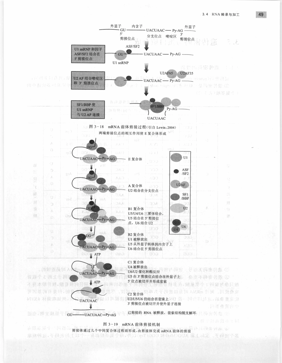 遗传学 第2版_11951378_61-80.pdf_第1页