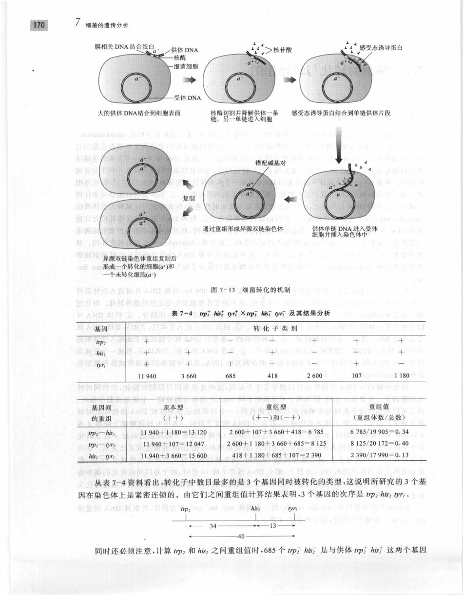 遗传学 第2版_11951378_181-200.pdf_第2页