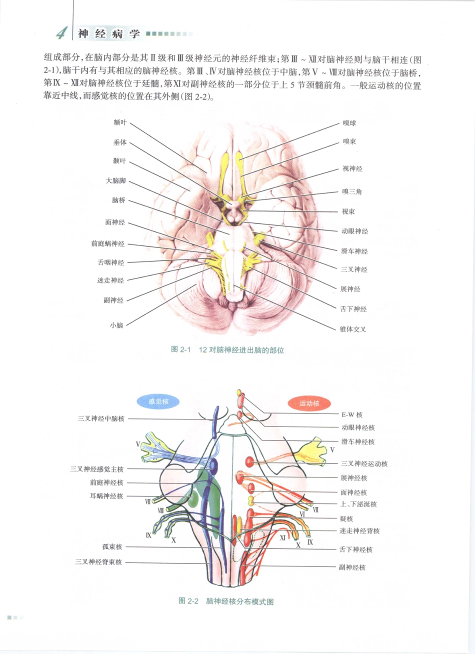 神经病学_八年制_21-40.pdf_第3页