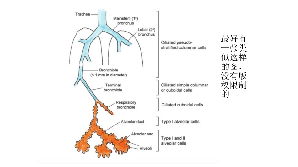 医学学科：(3.1.1)--气管及肺的正常影像学解剖.pdf_第3页