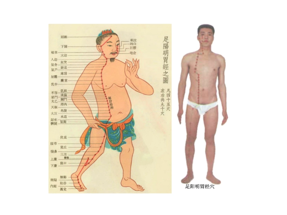 医学学科：3.足阳明胃经.pdf_第2页