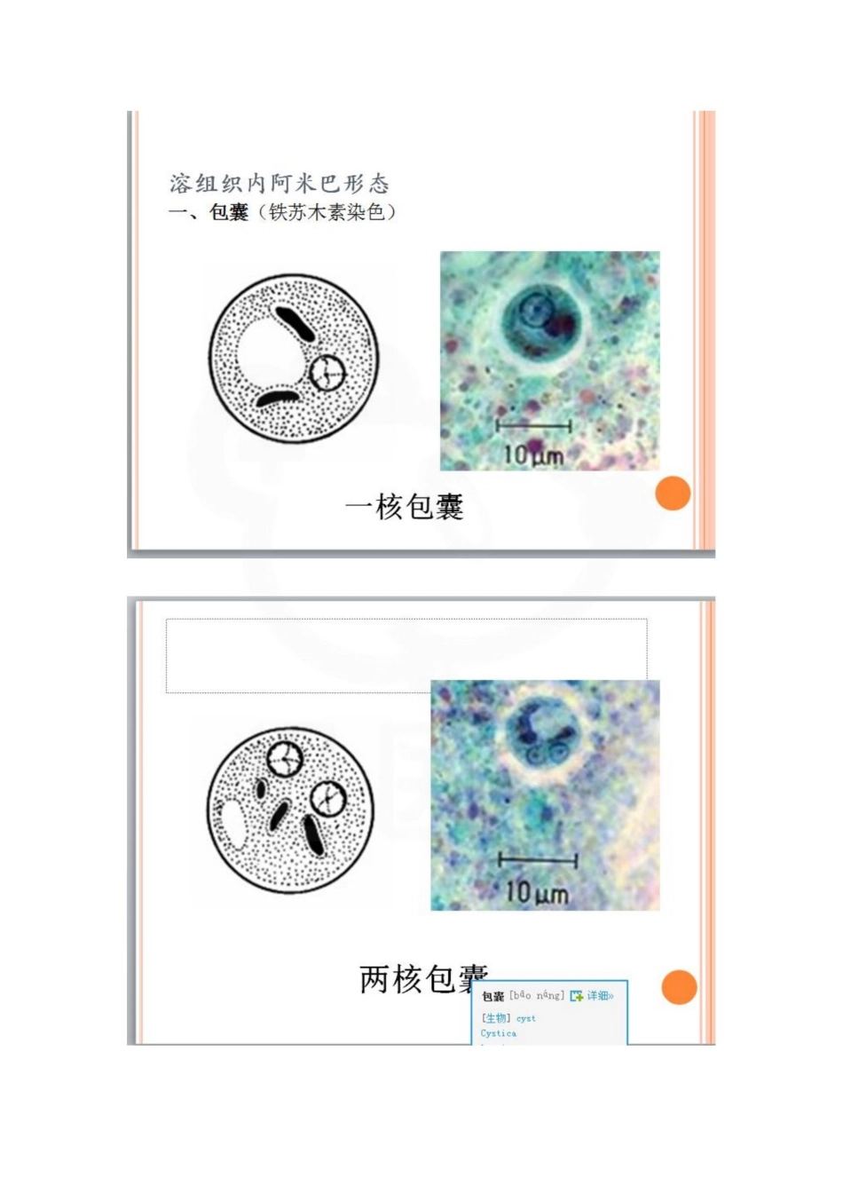 医学学科：人体寄生虫学—实验考试图片.pdf_第1页