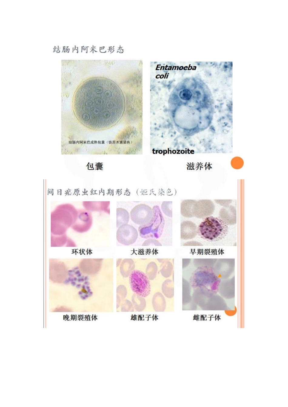 医学学科：人体寄生虫学—实验考试图片.pdf_第2页