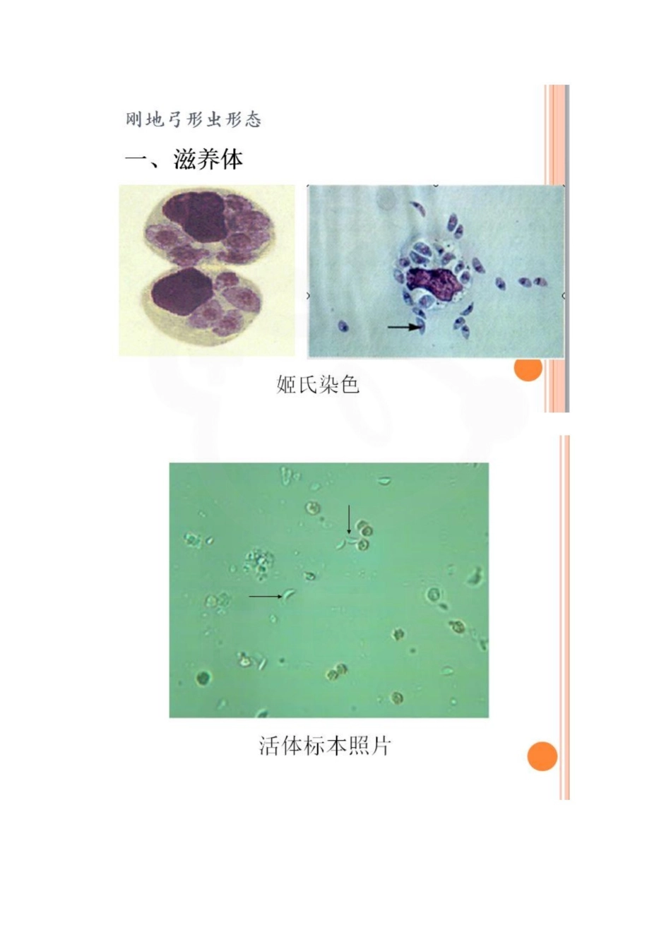 医学学科：人体寄生虫学—实验考试图片.pdf_第3页