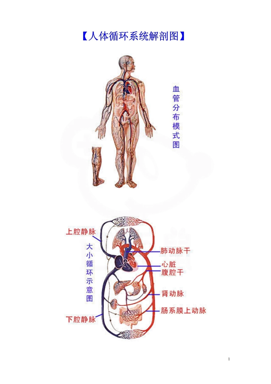 医学学科：人体循环系统解剖图.pdf_第1页