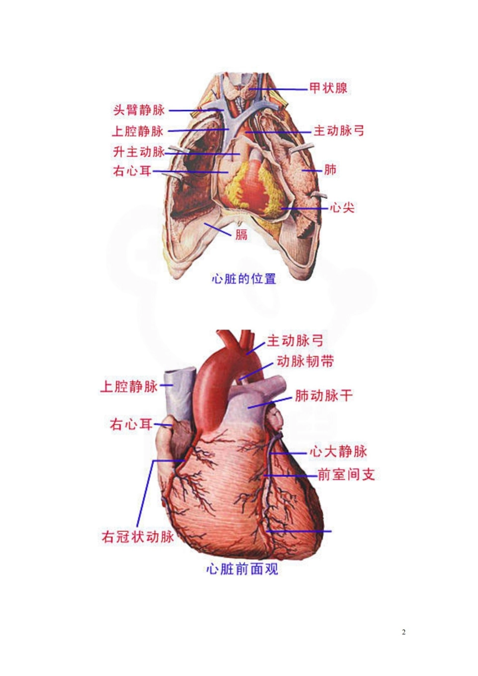 医学学科：人体循环系统解剖图.pdf_第2页