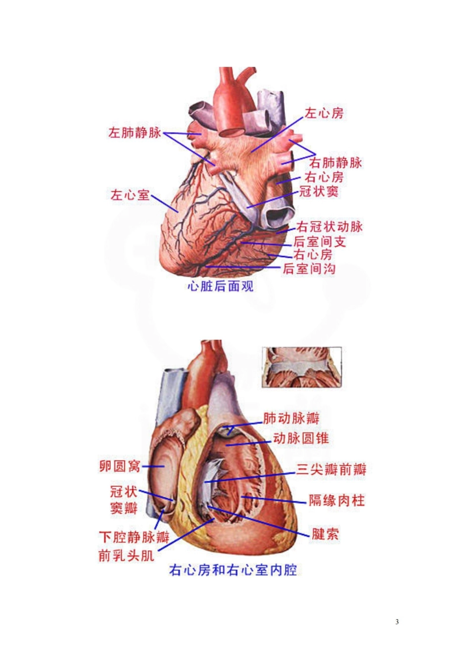 医学学科：人体循环系统解剖图.pdf_第3页