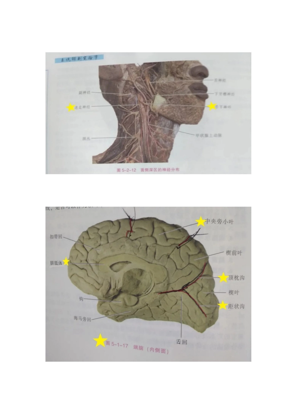 医学学科：系统解剖学 实验考试 重点.pdf_第2页