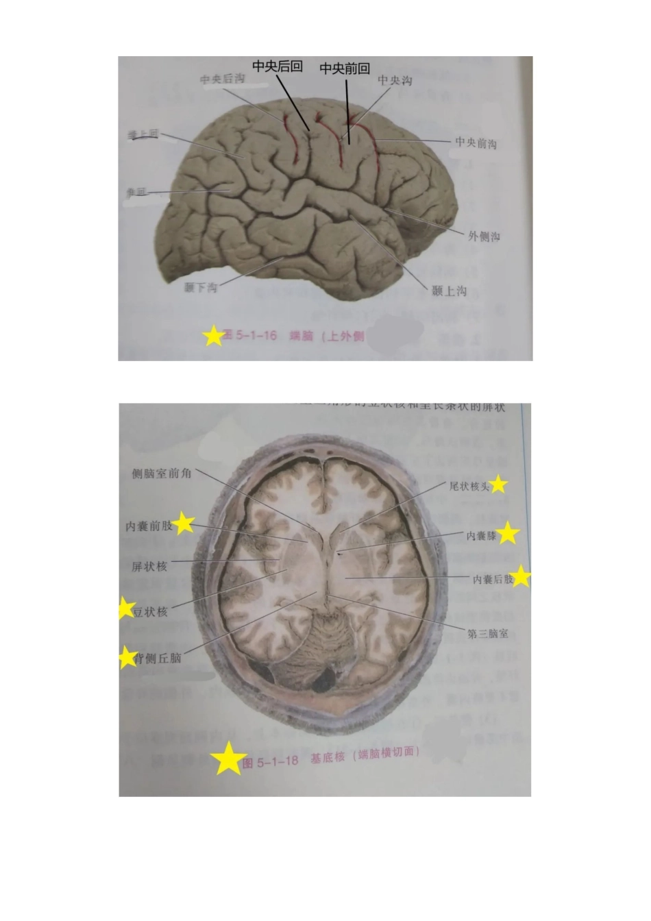 医学学科：系统解剖学 实验考试 重点.pdf_第3页