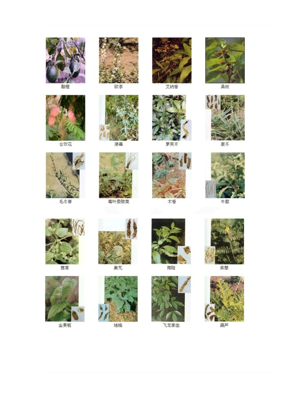 医学学科：中药学—384种中药图谱.pdf_第2页