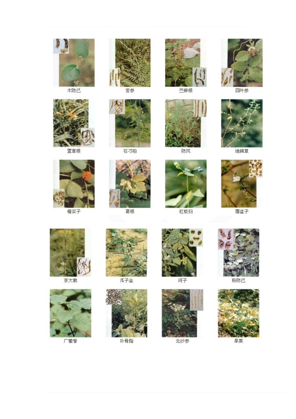 医学学科：中药学—384种中药图谱.pdf_第3页