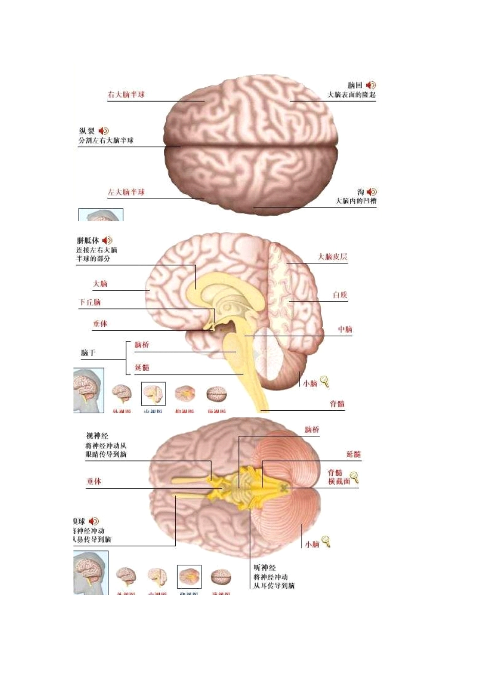 大脑结构与功能.pdf_第1页