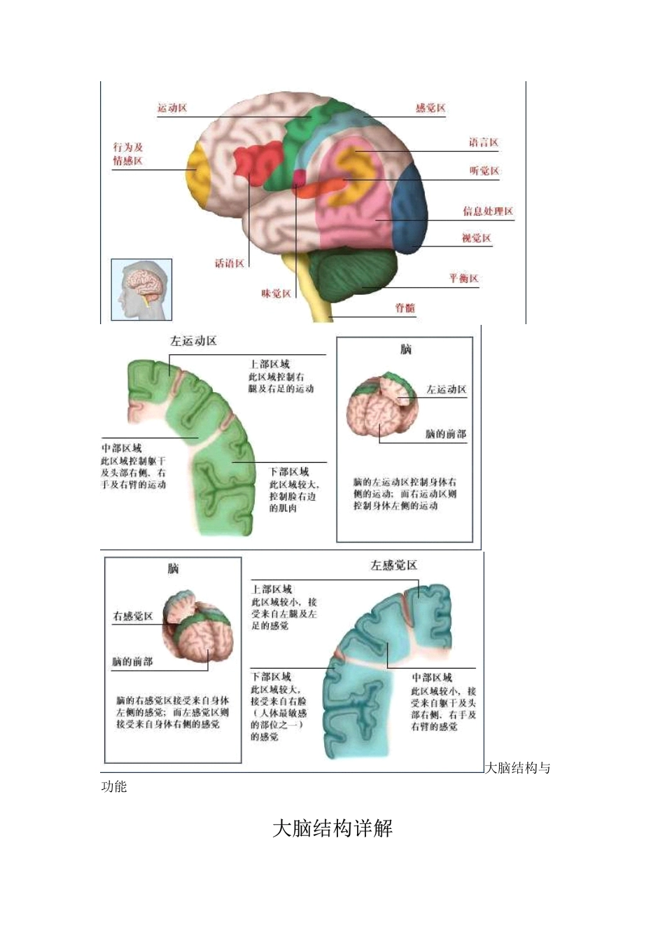 大脑结构与功能.pdf_第2页