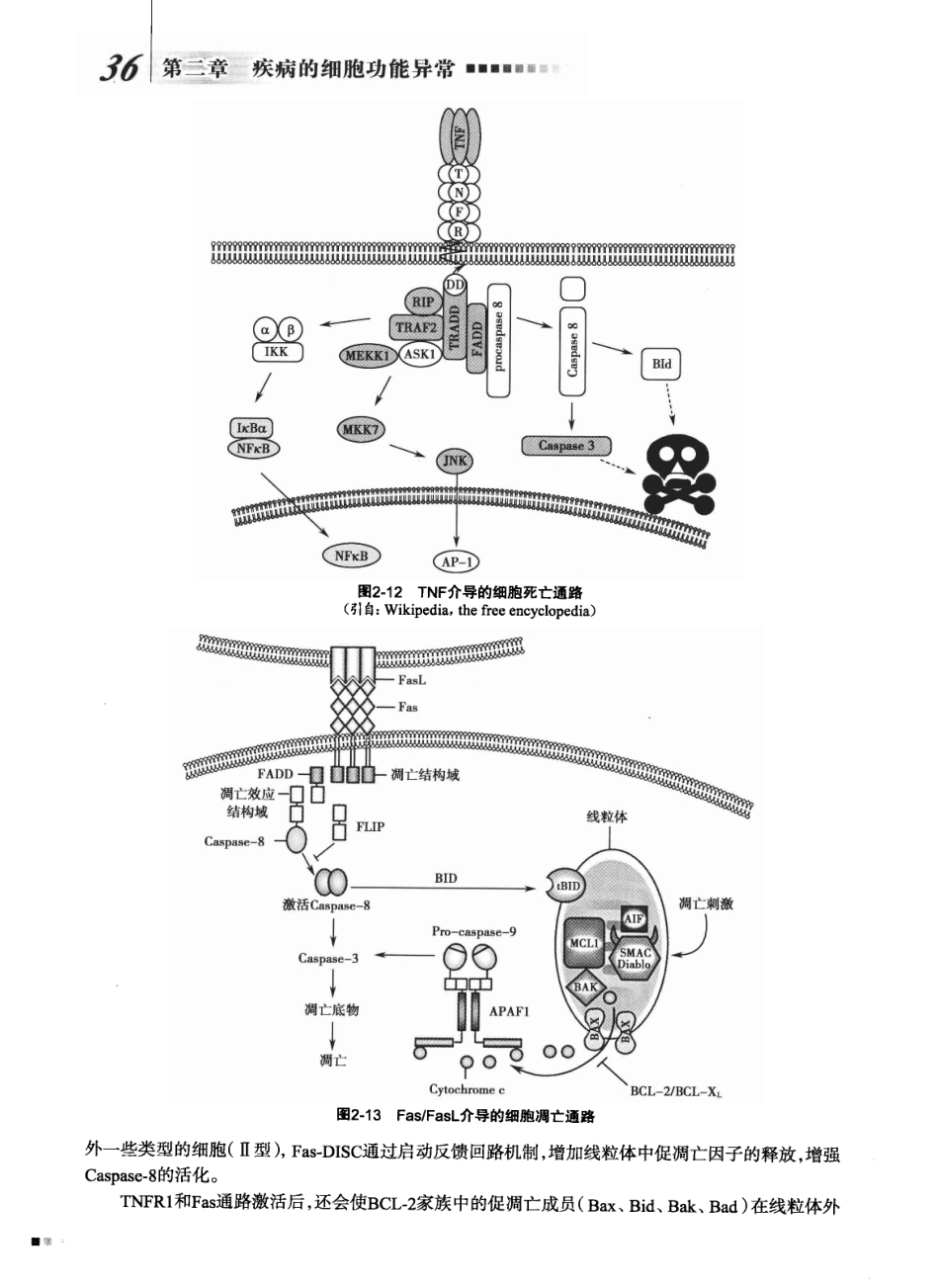 8年制 病理生理学 第二版_57-112.pdf_第2页