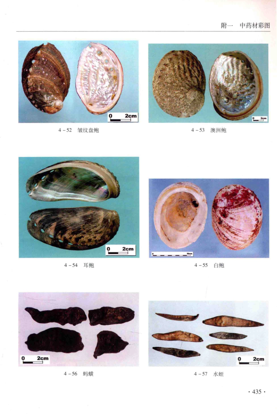 金世元传统中药材鉴别经验_13626119_451-462.pdf_第1页