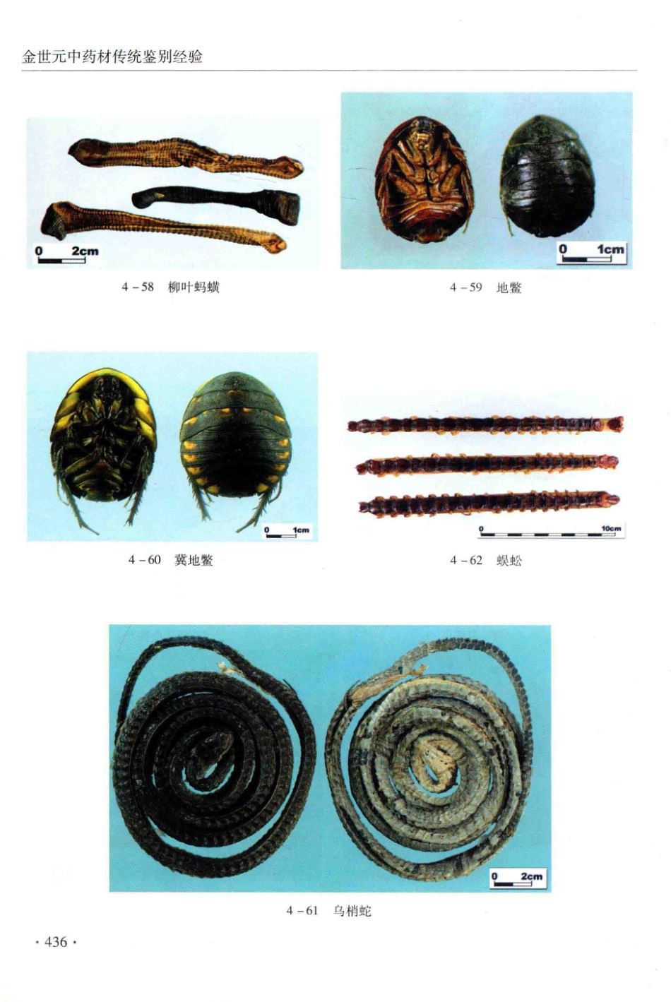 金世元传统中药材鉴别经验_13626119_451-462.pdf_第2页