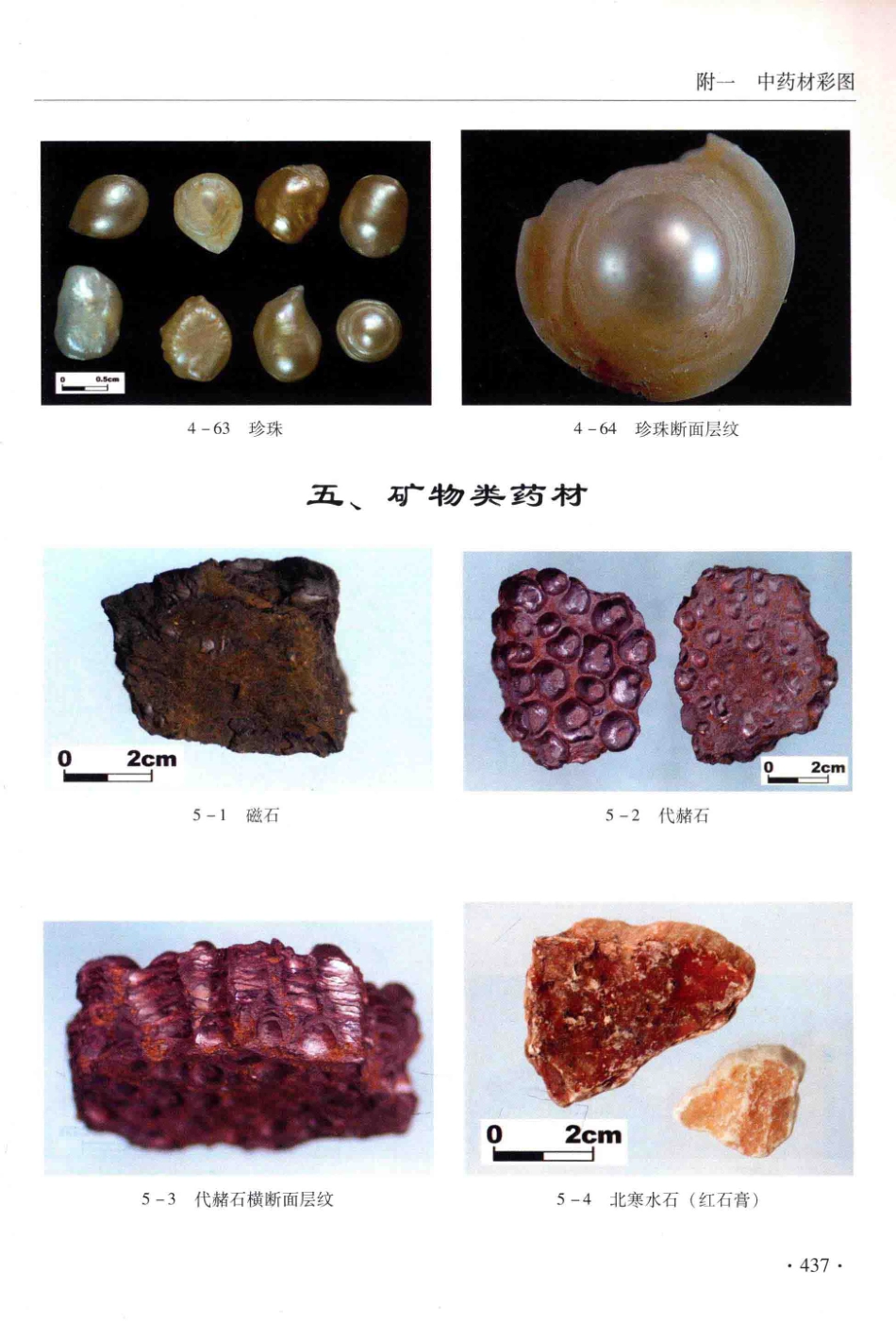 金世元传统中药材鉴别经验_13626119_451-462.pdf_第3页