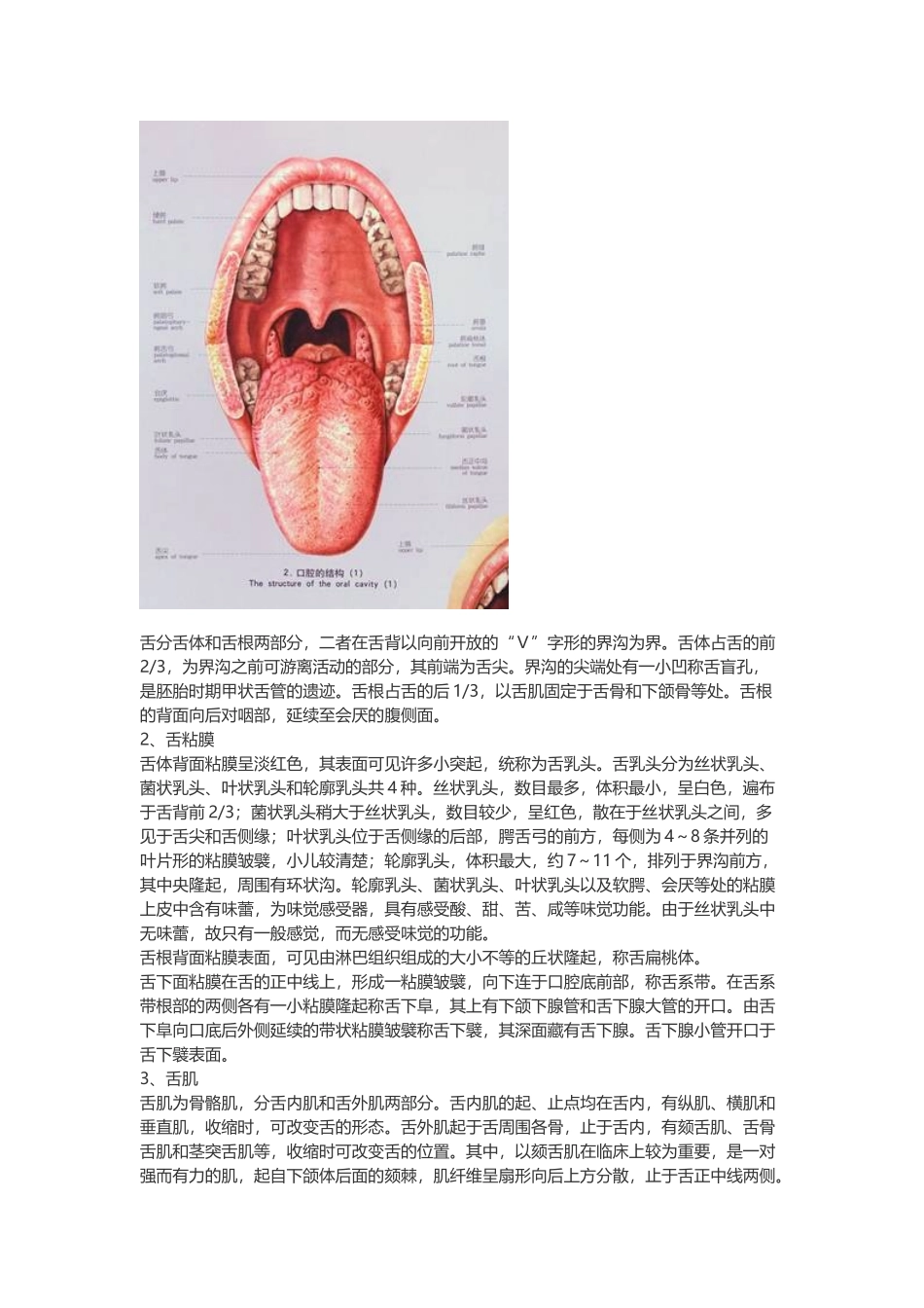 医学：【讲义】2.消化系统.doc_第3页
