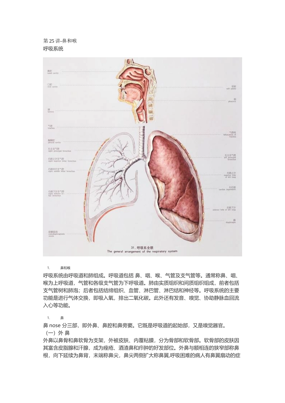 医学：【讲义】3.呼吸系统.doc_第1页