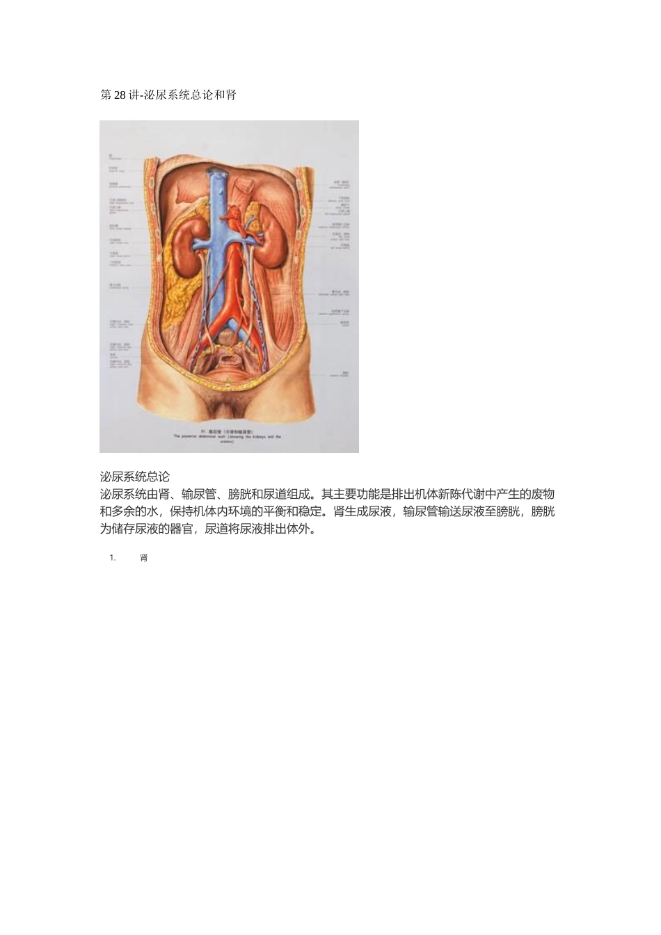 医学：【讲义】4.泌尿系统.doc_第1页