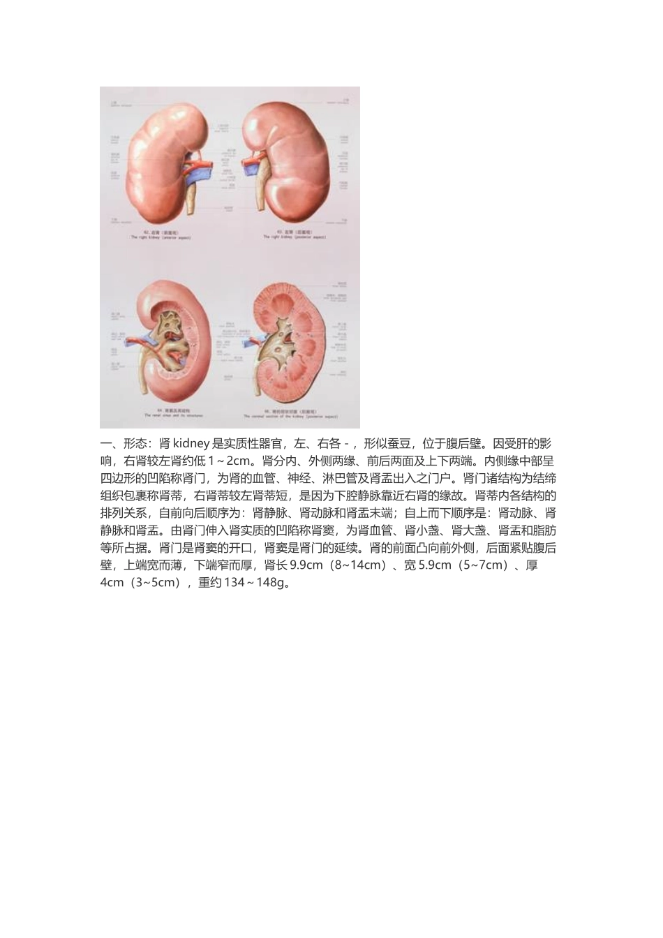 医学：【讲义】4.泌尿系统.doc_第2页