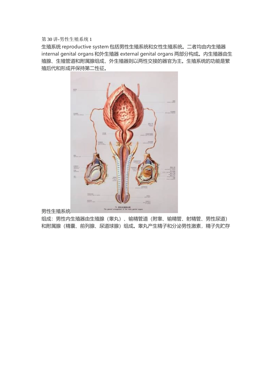医学：【讲义】5.生殖系统.doc_第1页