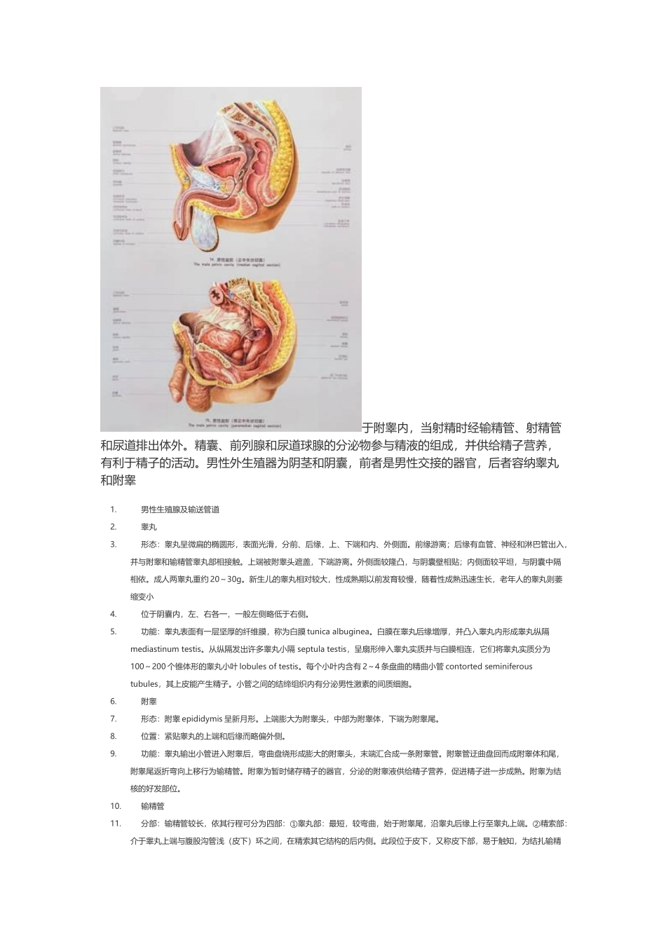 医学：【讲义】5.生殖系统.doc_第2页