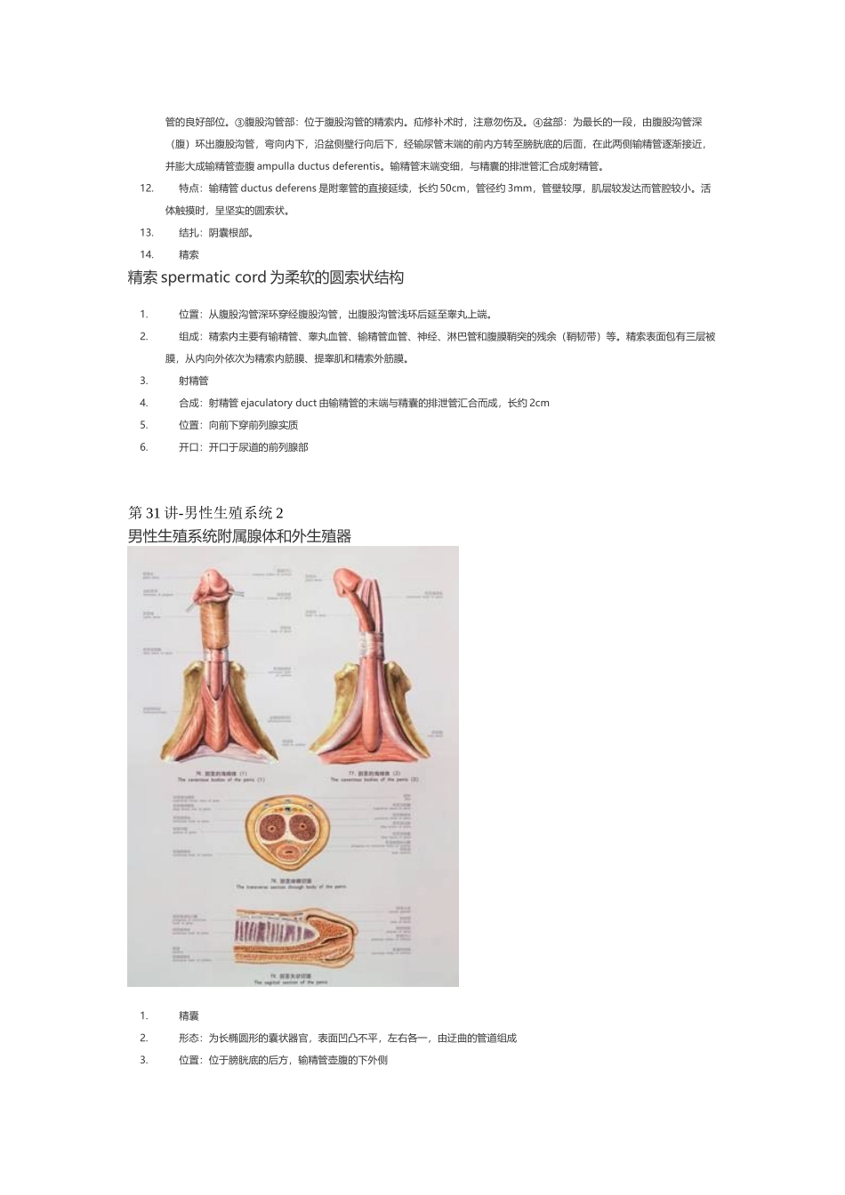医学：【讲义】5.生殖系统.doc_第3页