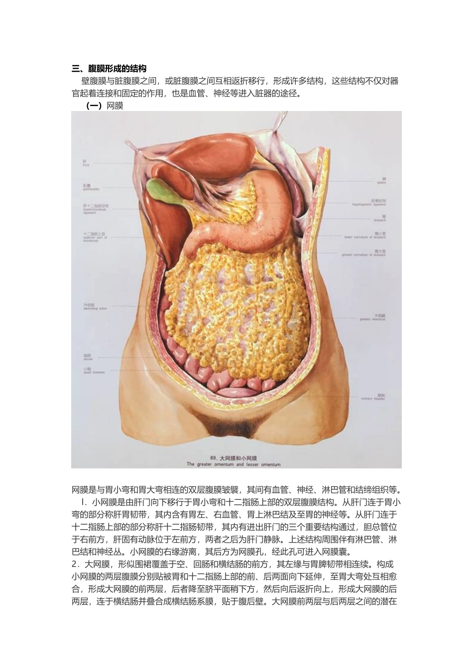医学：【讲义】6.腹膜.doc_第2页