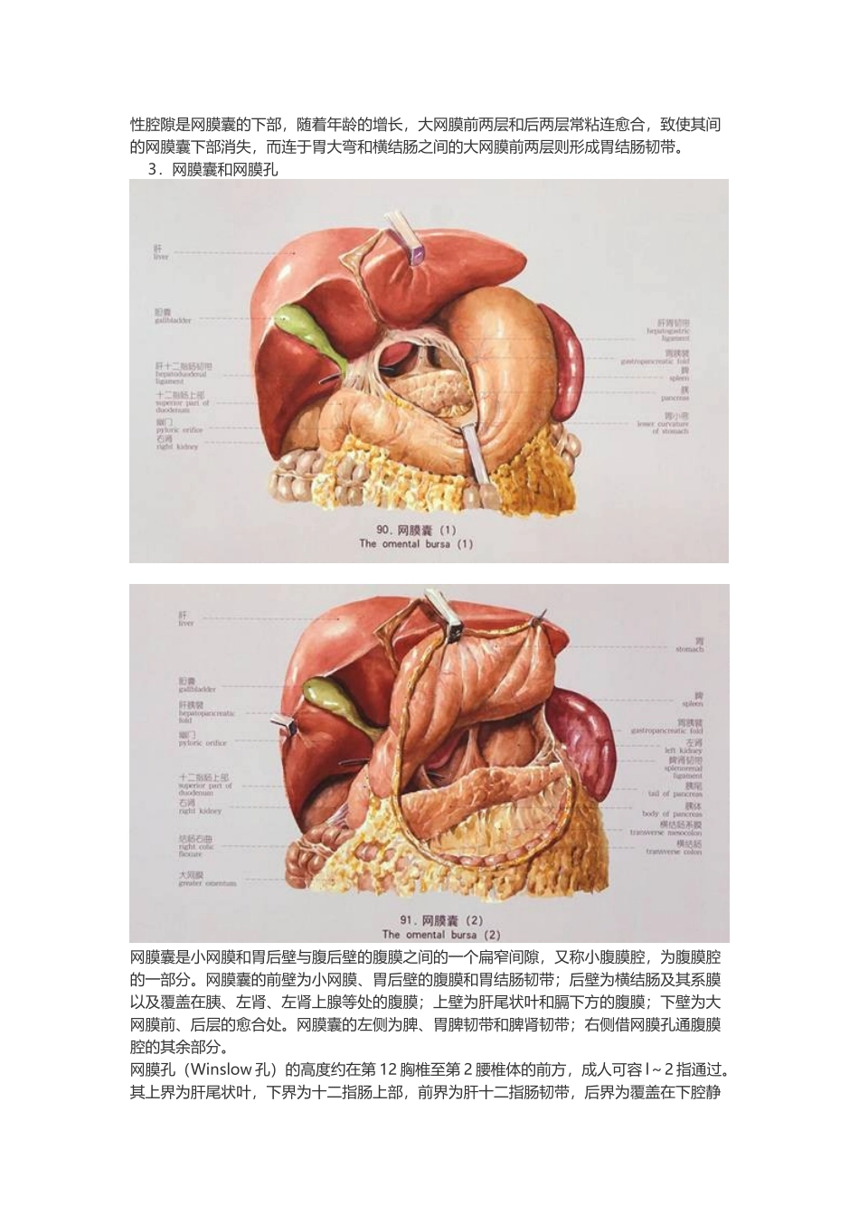 医学：【讲义】6.腹膜.doc_第3页